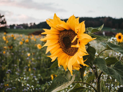 50 frases de girassol para foto que irradiam luz nos seguidores