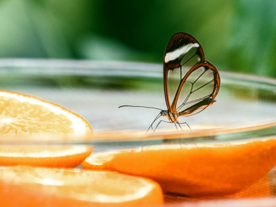 50 frases de borboletas para foto perfeitas para quem é uma metamorfose ambulante