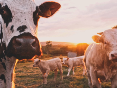 50 legendas para foto na fazenda que carregam todo o charme da roça